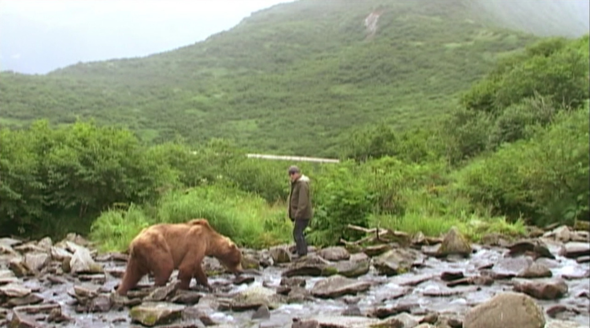 Grizzly Man Backgrounds, Compatible - PC, Mobile, Gadgets| 1915x1065 px