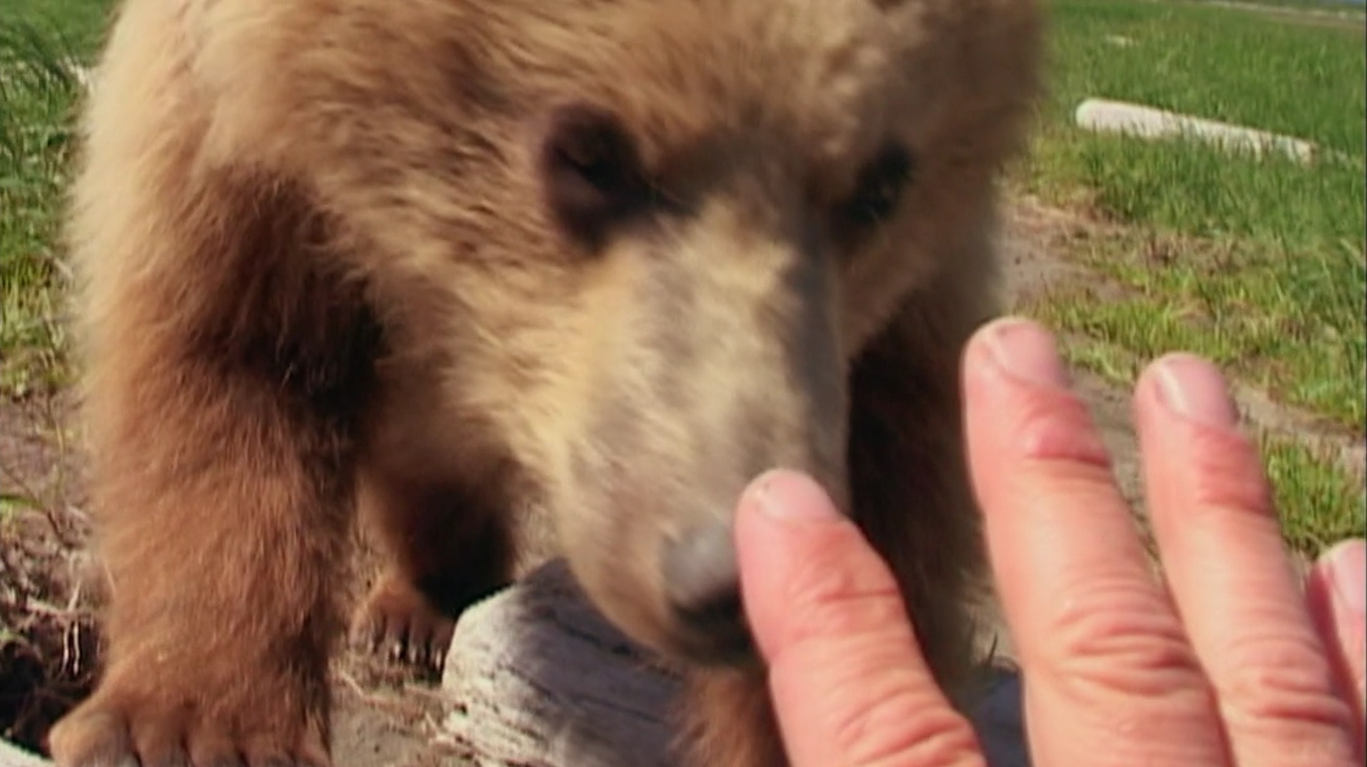 Grizzly Man #22