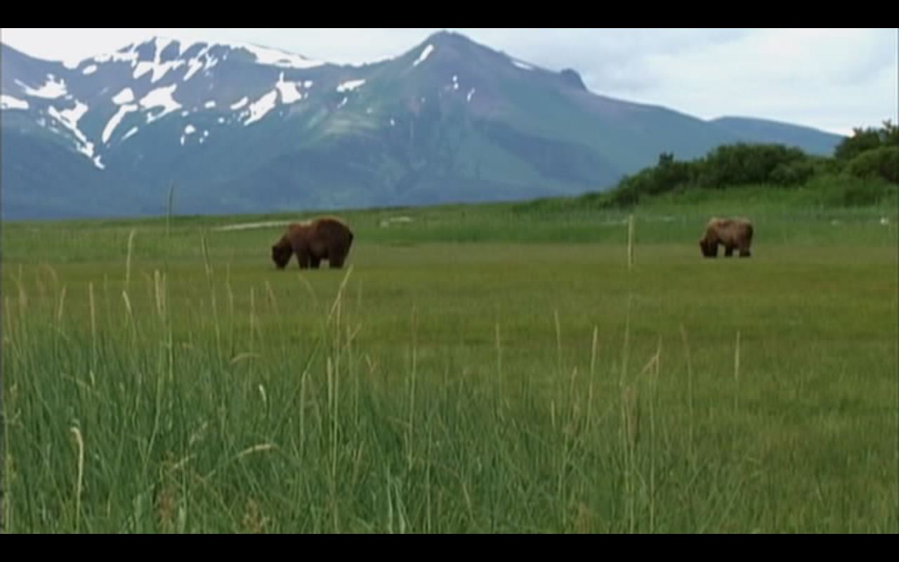 Nice wallpapers Grizzly Man 1280x800px