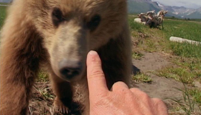 Amazing Grizzly Man Pictures & Backgrounds