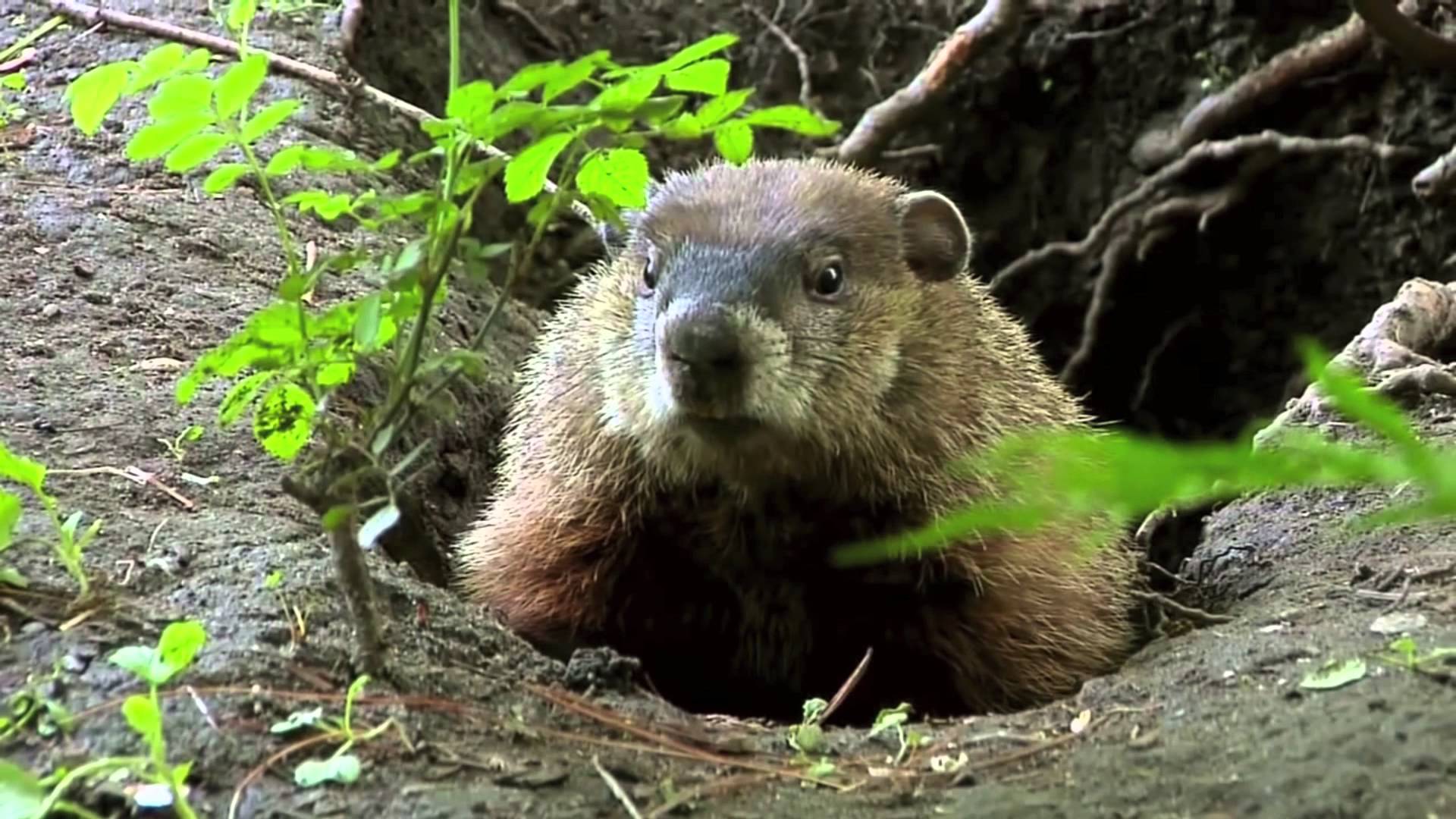 Amazing Groundhog Pictures & Backgrounds