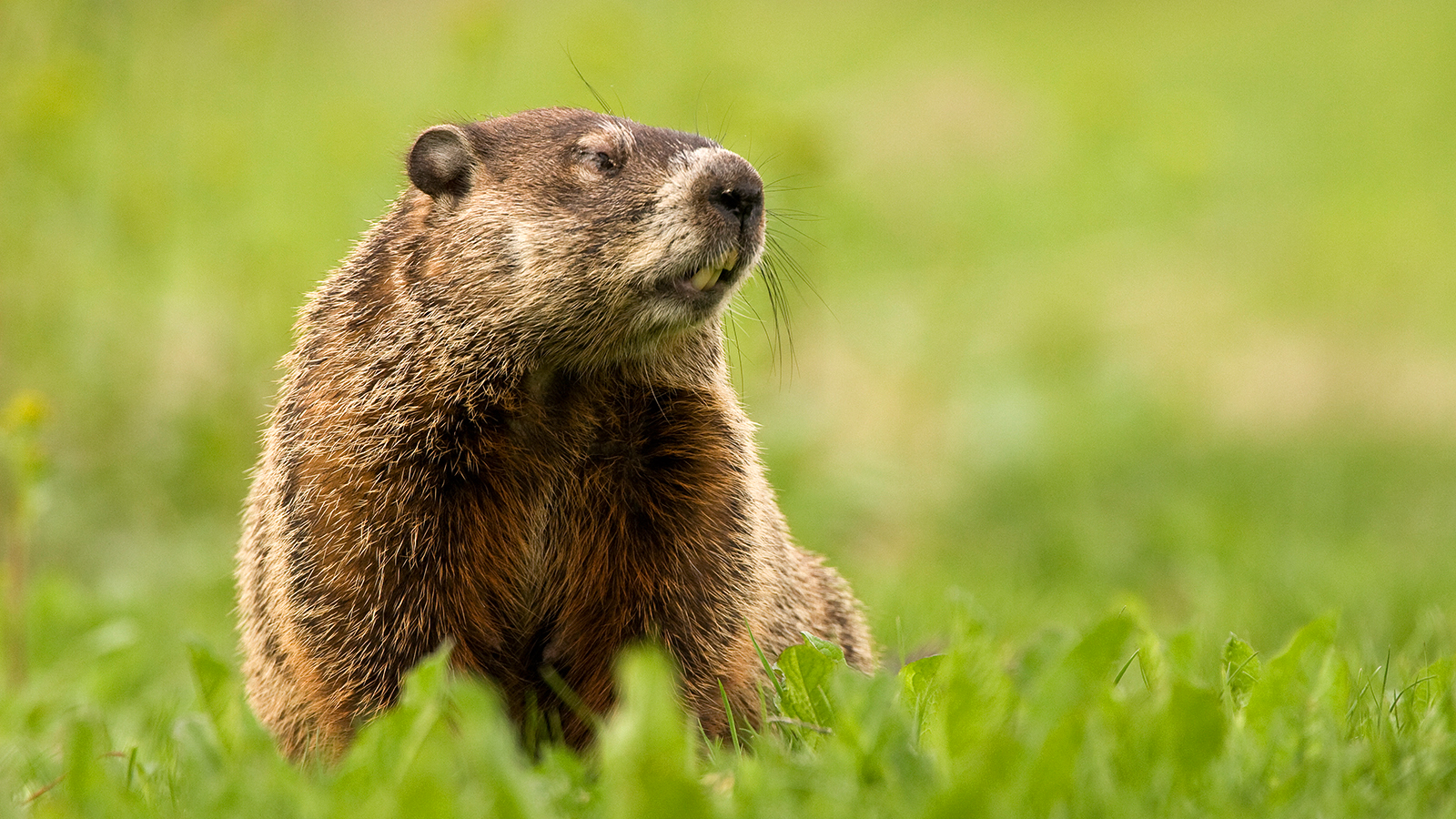 Nice Images Collection: Groundhog Desktop Wallpapers
