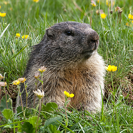 Groundhog #2