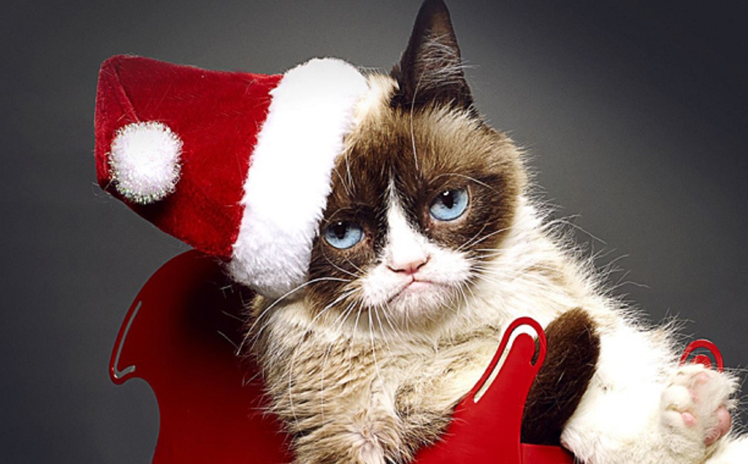 High Resolution Wallpaper | Grumpy Cat's Worst Christmas Ever 1500x931 px