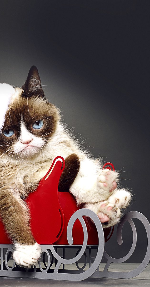 Grumpy Cat's Worst Christmas Ever #16