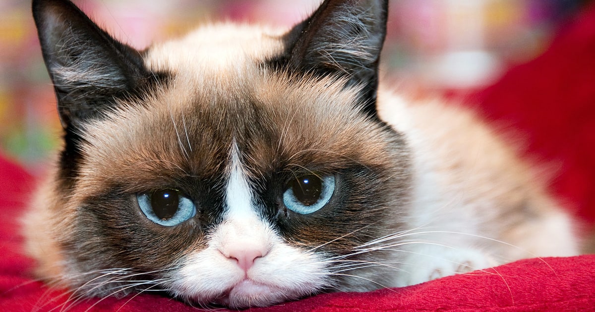 Grumpy Cat's Worst Christmas Ever #11