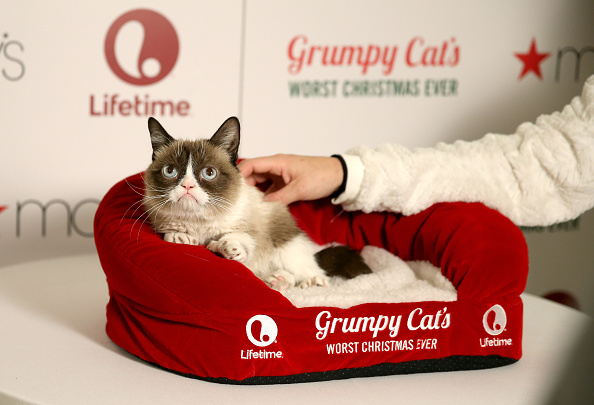 Grumpy Cat's Worst Christmas Ever Pics, Movie Collection