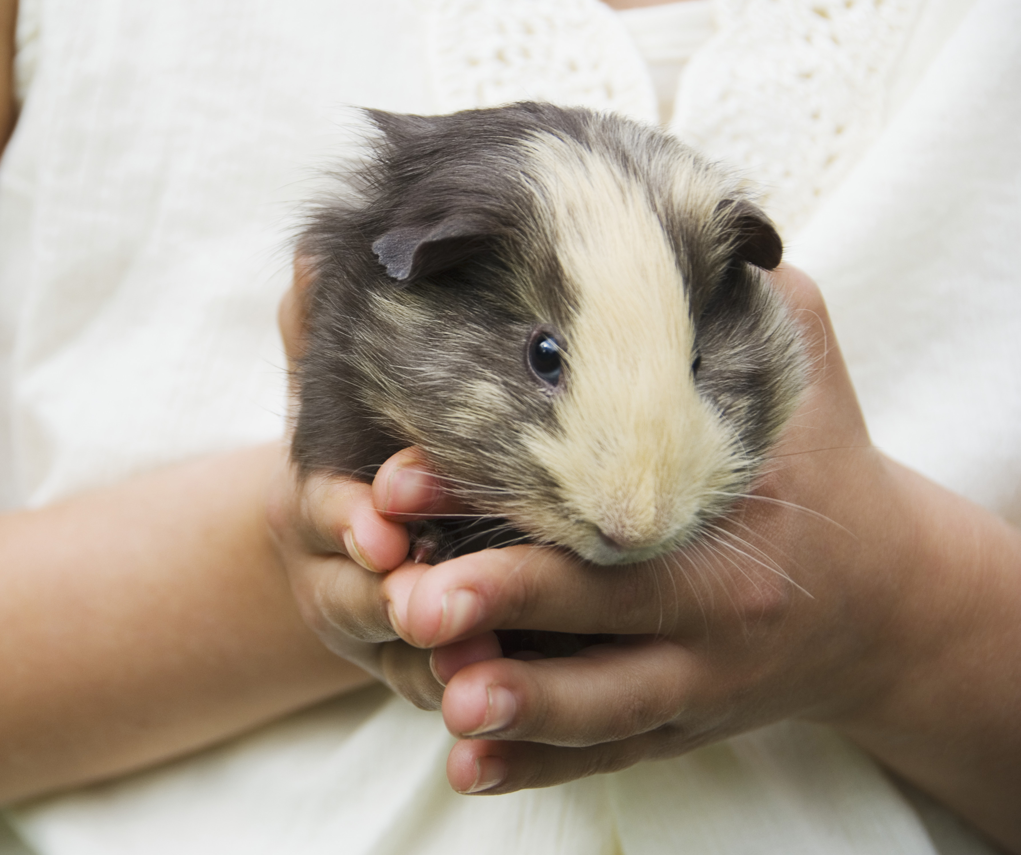 Guinea Pig High Quality Background on Wallpapers Vista