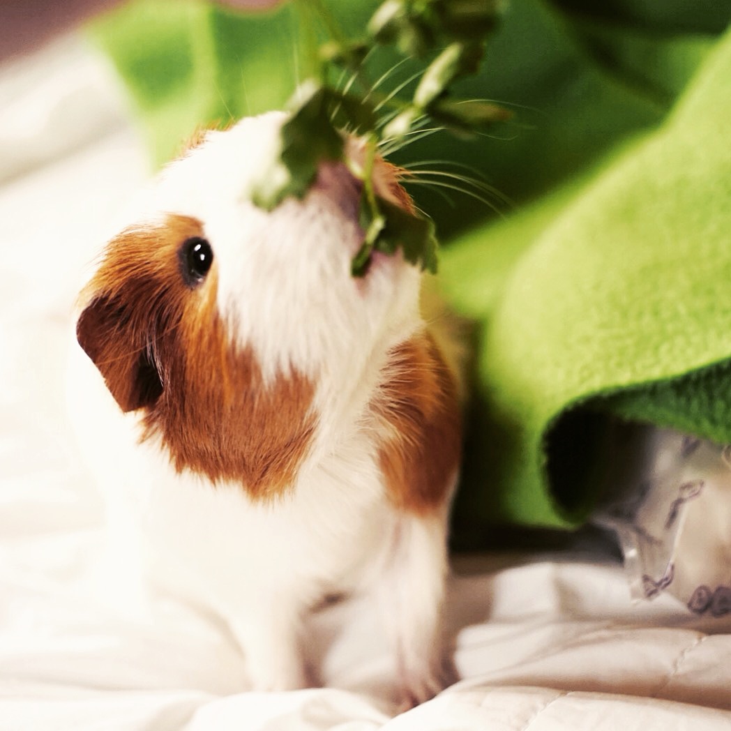 HD Quality Wallpaper | Collection: Animal, 1048x1048 Guinea Pig