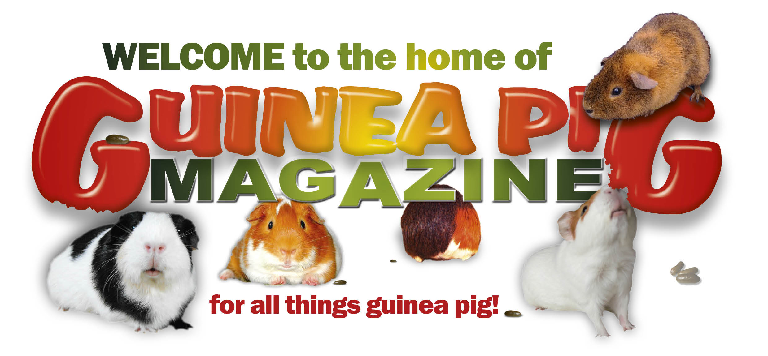 Amazing Guinea Pig Pictures & Backgrounds