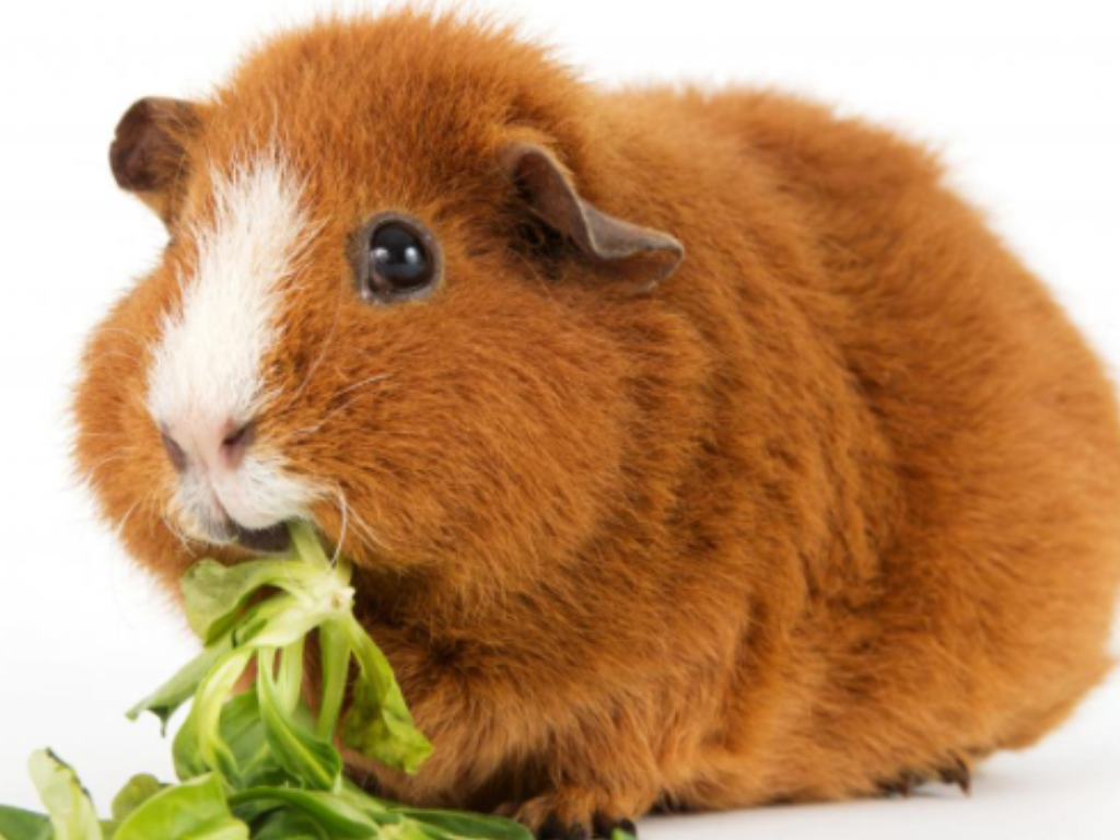 Nice Images Collection: Guinea Pig Desktop Wallpapers