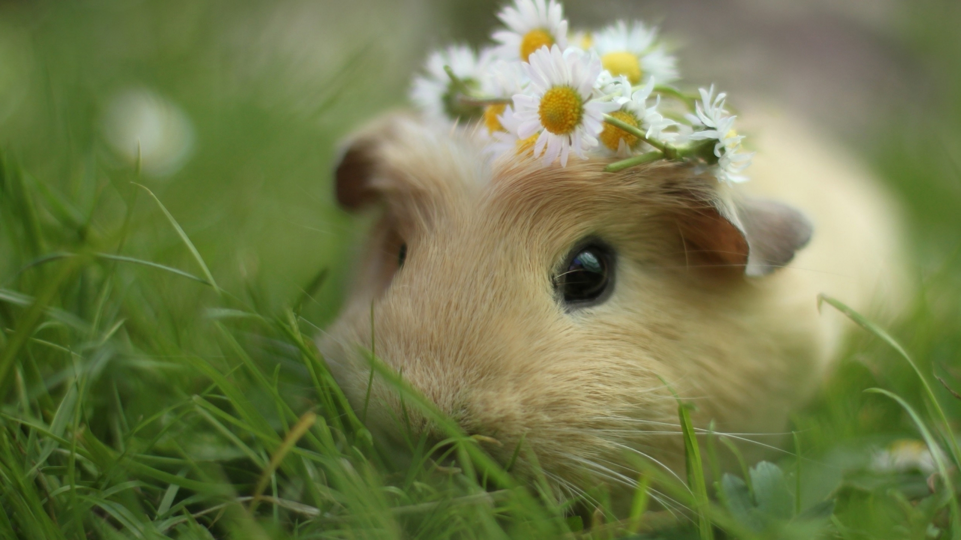 Guinea Pig High Quality Background on Wallpapers Vista
