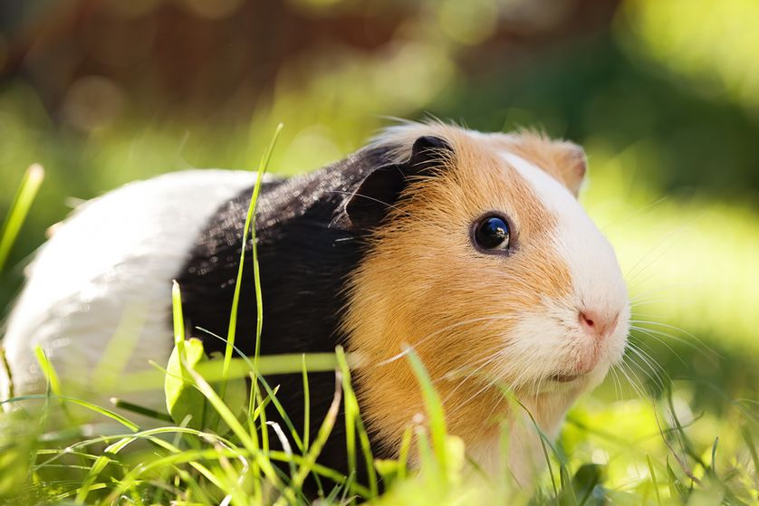 Guinea Pig Backgrounds on Wallpapers Vista