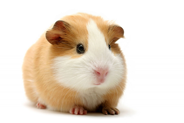 Guinea Pig Pics, Animal Collection