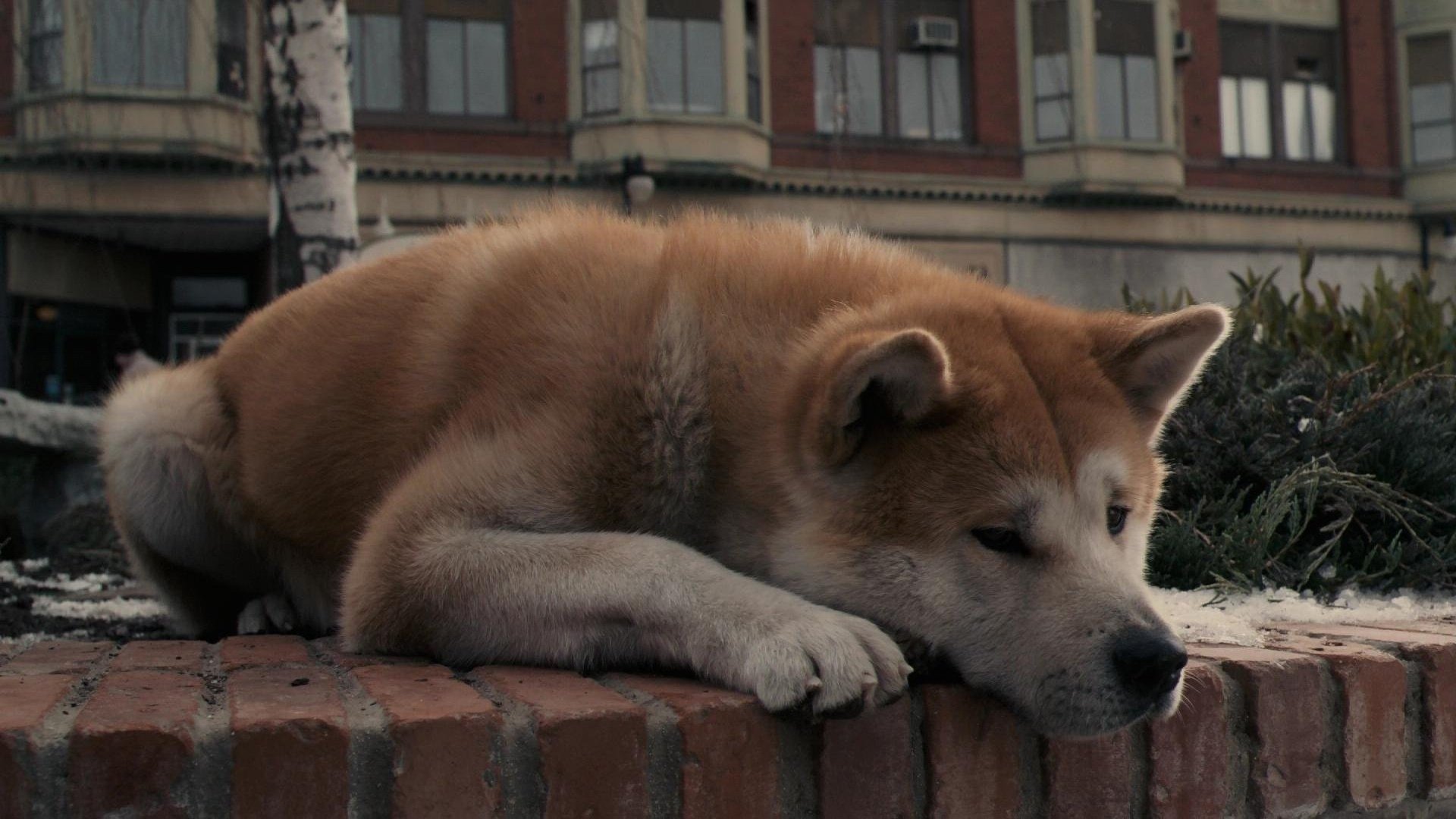 Amazing Hachi: A Dog's Tale Pictures & Backgrounds
