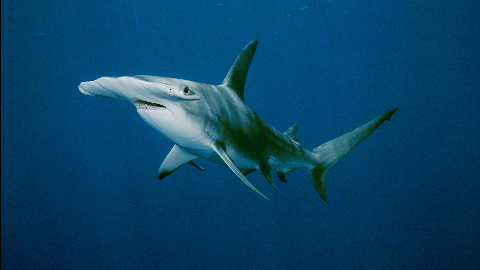 Images of Hammerhead Shark | 1600x900