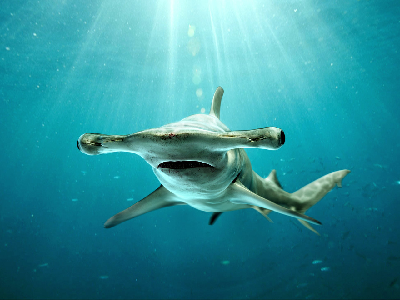 Images of Hammerhead Shark | 1280x960