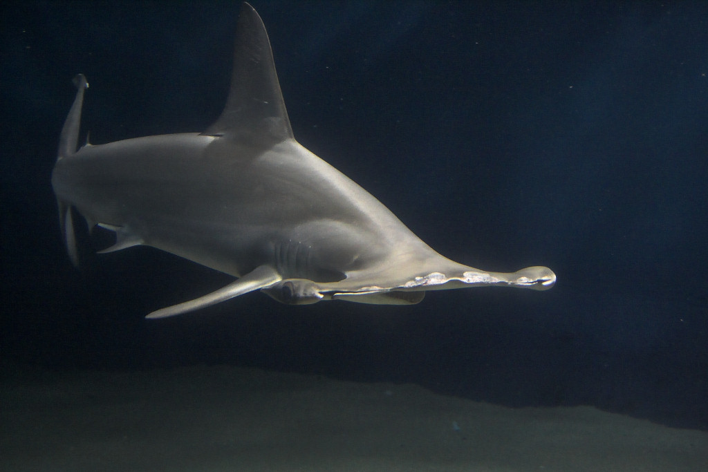 Hammerhead Shark Pics, Animal Collection