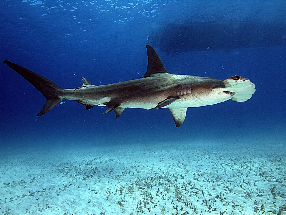 Images of Hammerhead Shark | 960x722
