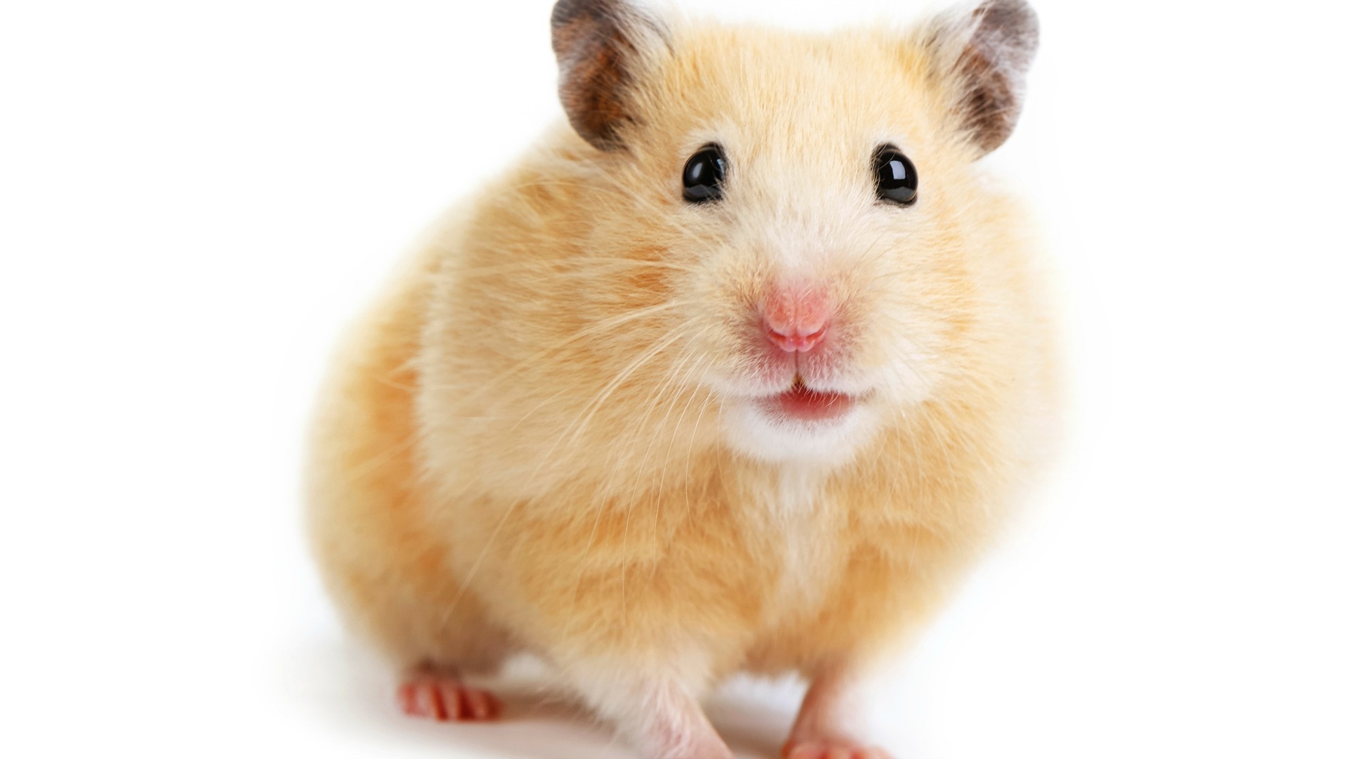 Hamster Pics, Animal Collection