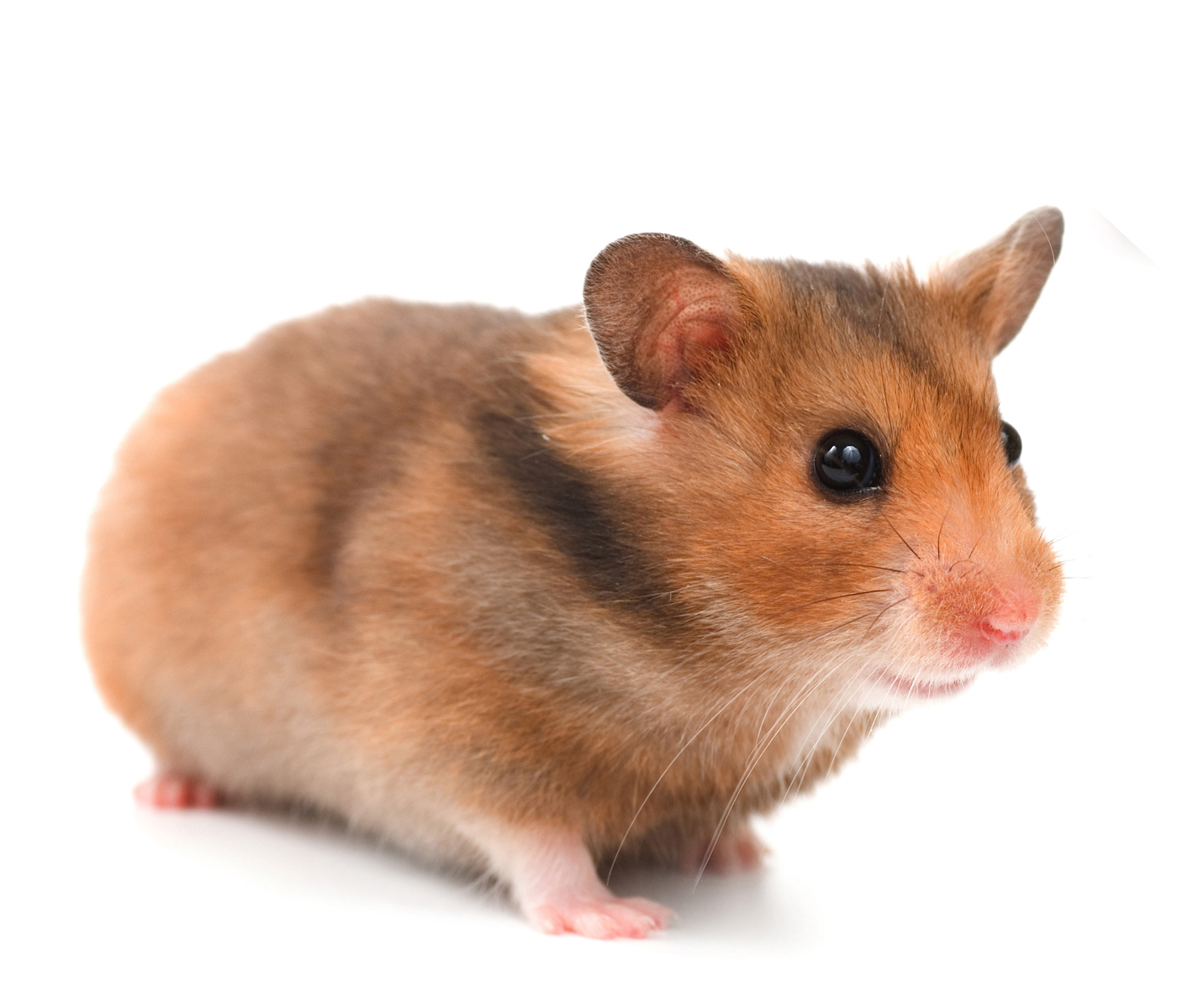 Hamster HD wallpapers, Desktop wallpaper - most viewed