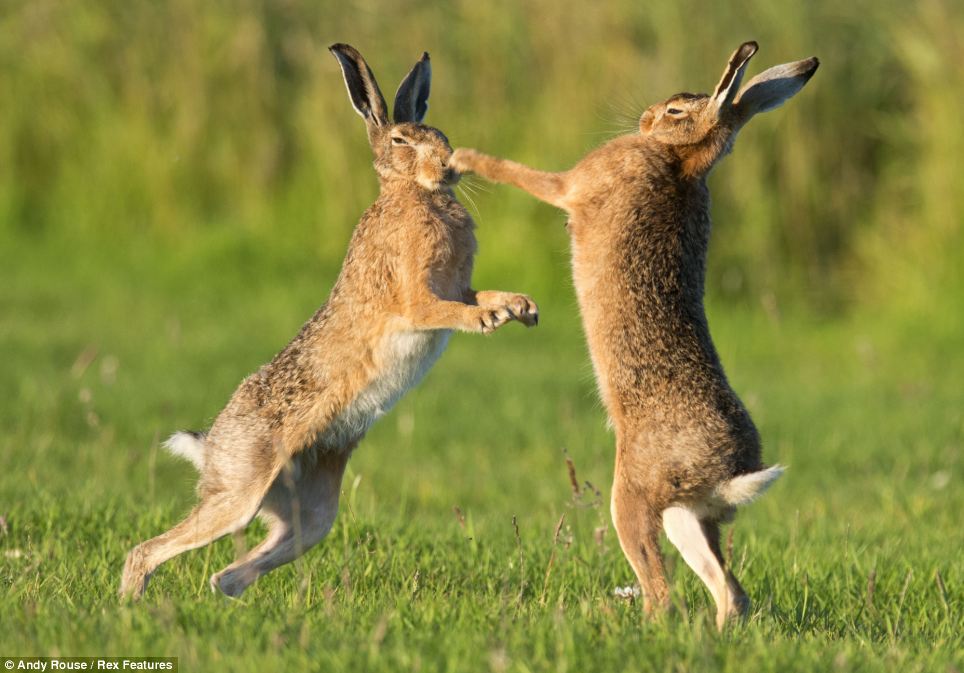 Nice Images Collection: Hare Desktop Wallpapers