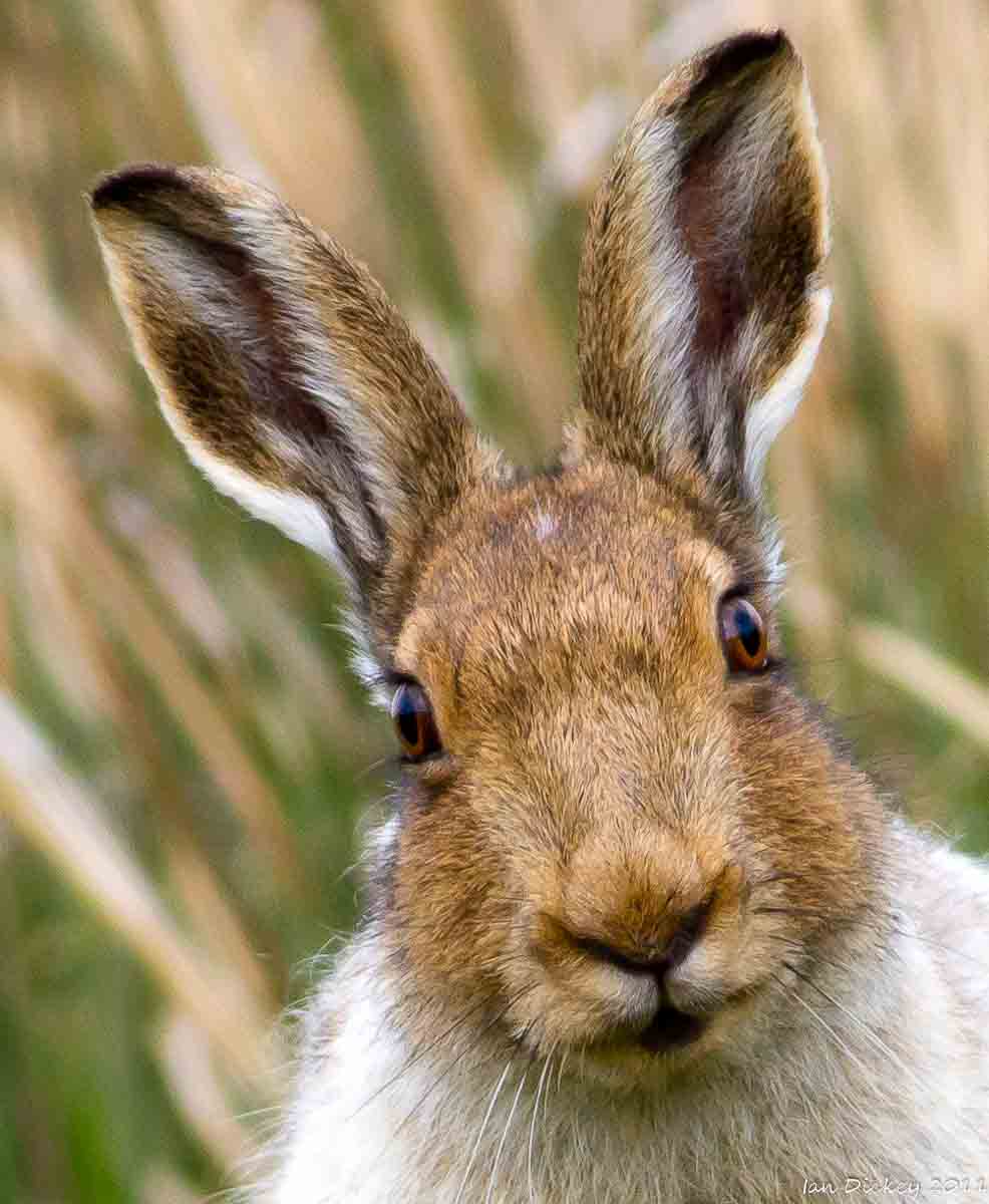 HD Quality Wallpaper | Collection: Animal, 986x1200 Hare