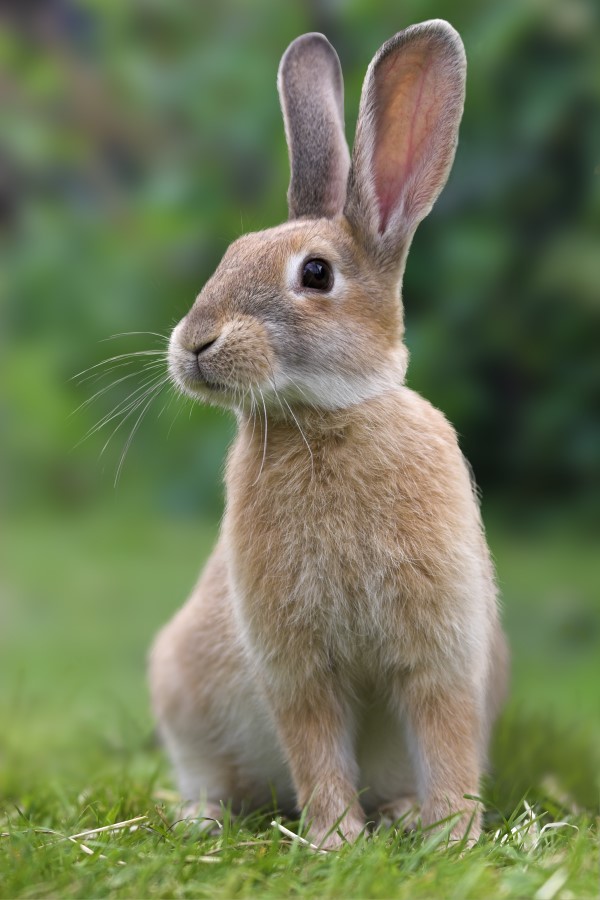 Amazing Hare Pictures & Backgrounds