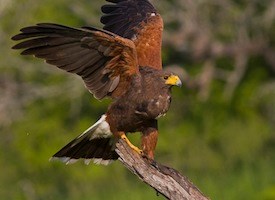 Harris's Hawk High Quality Background on Wallpapers Vista