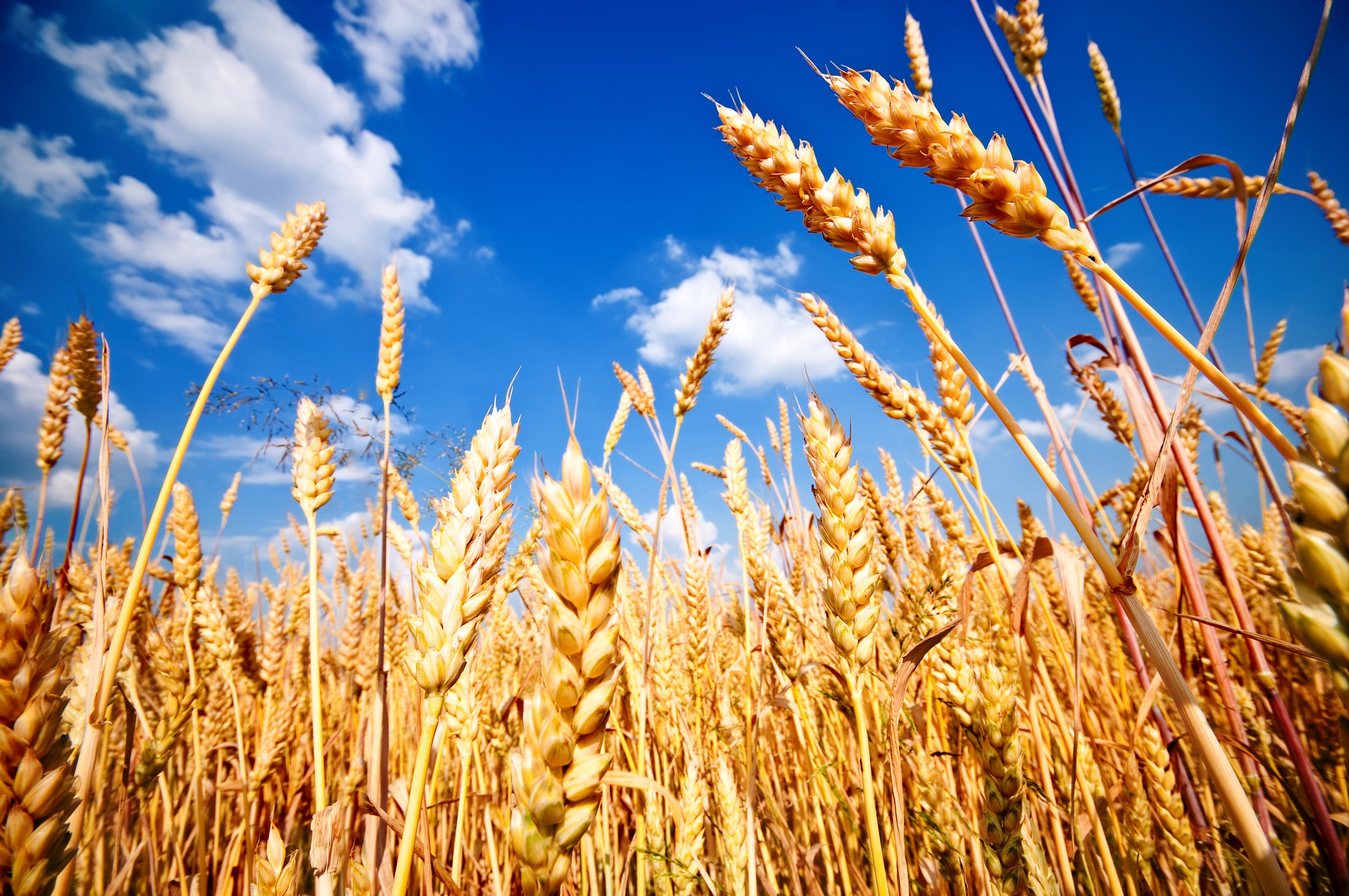 Harvest High Quality Background on Wallpapers Vista