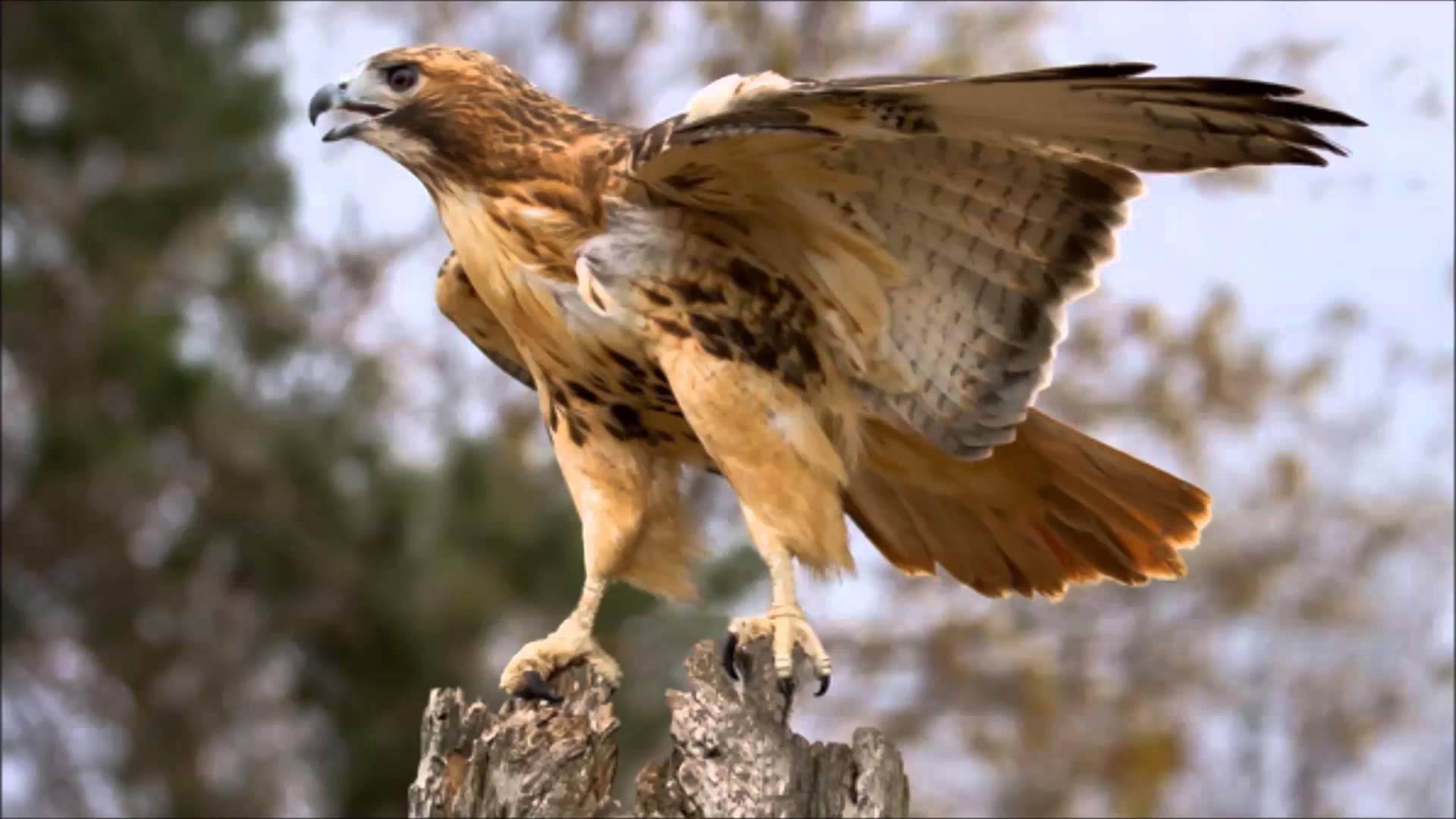 Amazing Hawk Pictures & Backgrounds