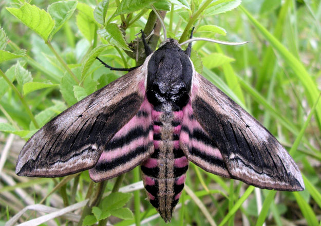 Amazing Hawk Moth Pictures & Backgrounds