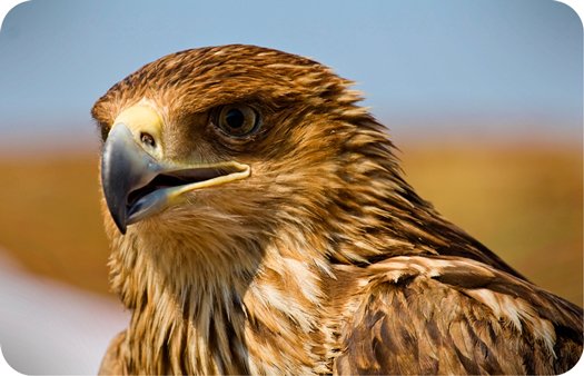 Hawk High Quality Background on Wallpapers Vista