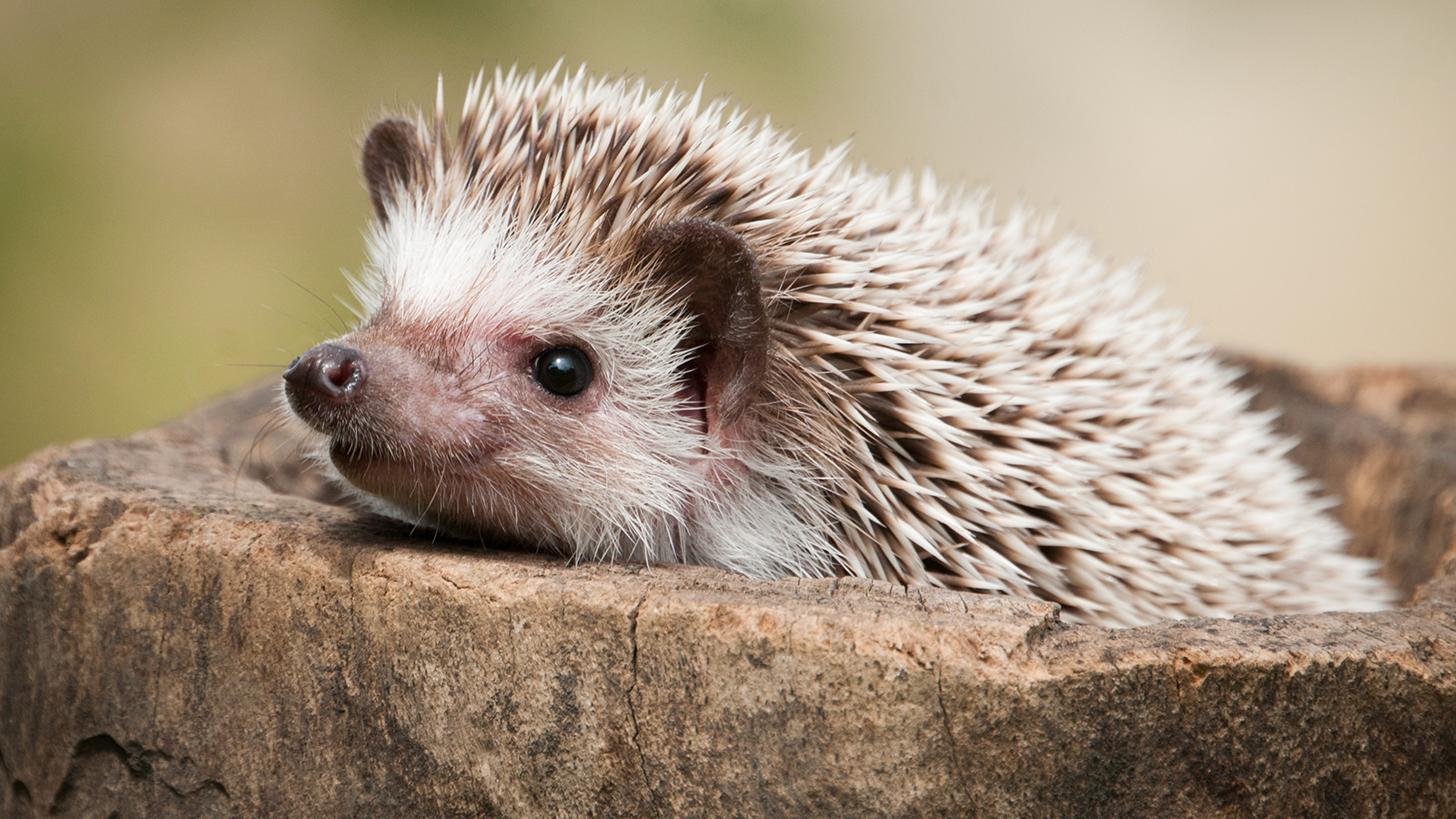 Images of Hedgehog | 1600x900