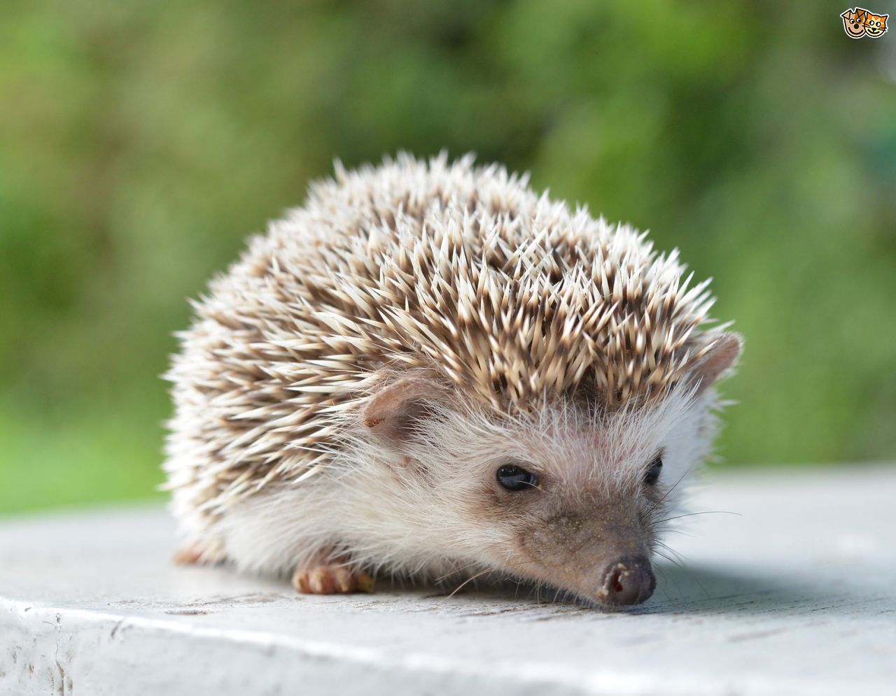Amazing Hedgehog Pictures & Backgrounds