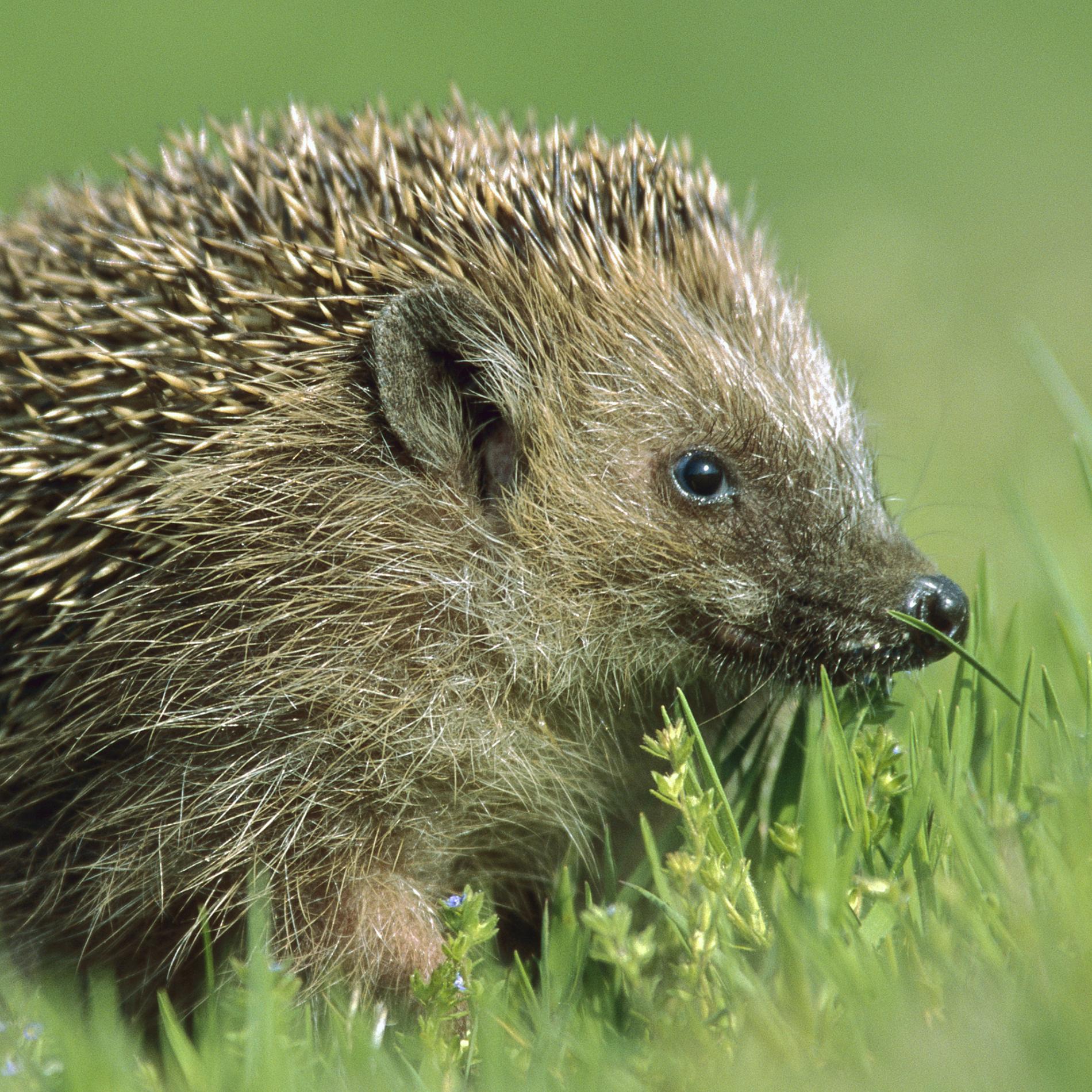 Images of Hedgehog | 1900x1900