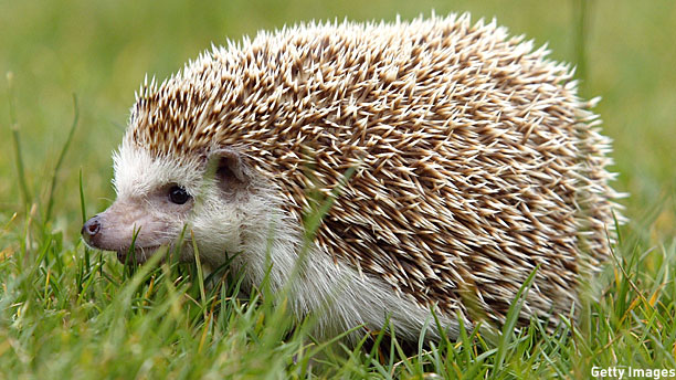 Images of Hedgehog | 612x344