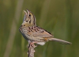 HQ Henslow's Sparrow Wallpapers | File 10.75Kb