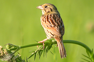 Amazing Henslow's Sparrow Pictures & Backgrounds