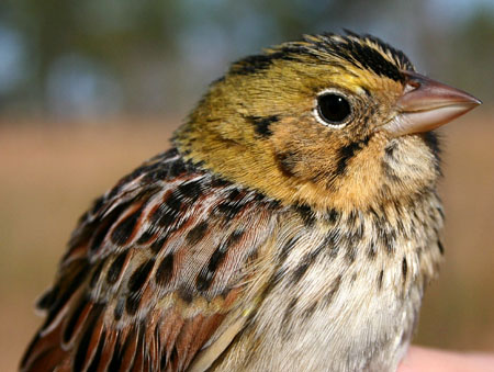 Henslow's Sparrow Pics, Animal Collection