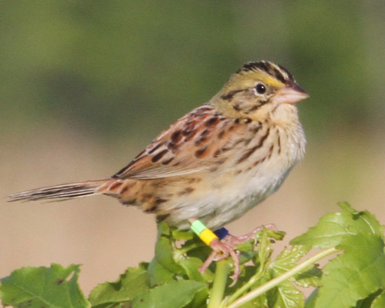 Henslow's Sparrow High Quality Background on Wallpapers Vista
