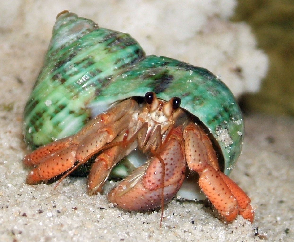 Nice wallpapers Hermit Crab 1244x1026px