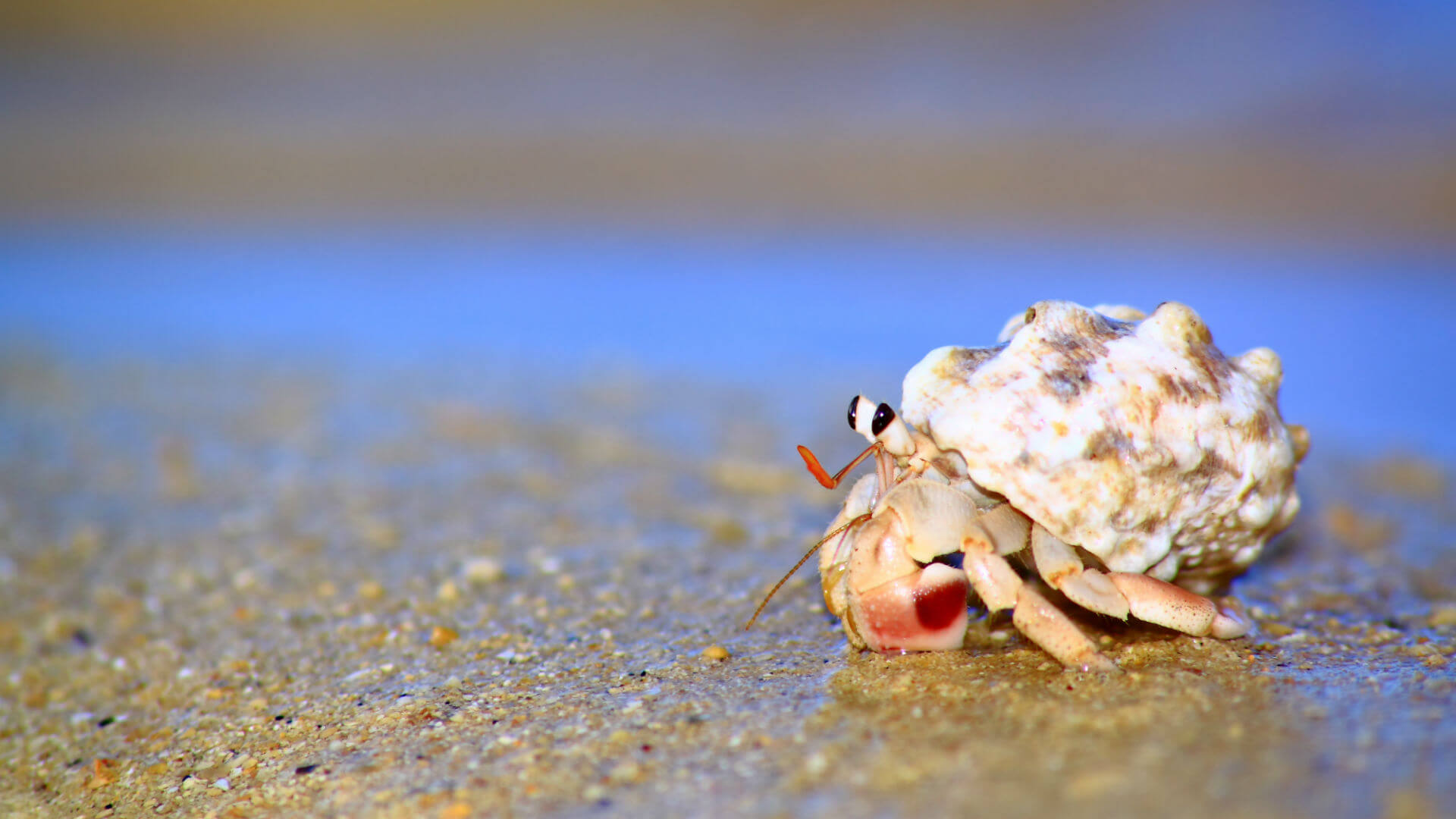 Amazing Hermit Crab Pictures & Backgrounds