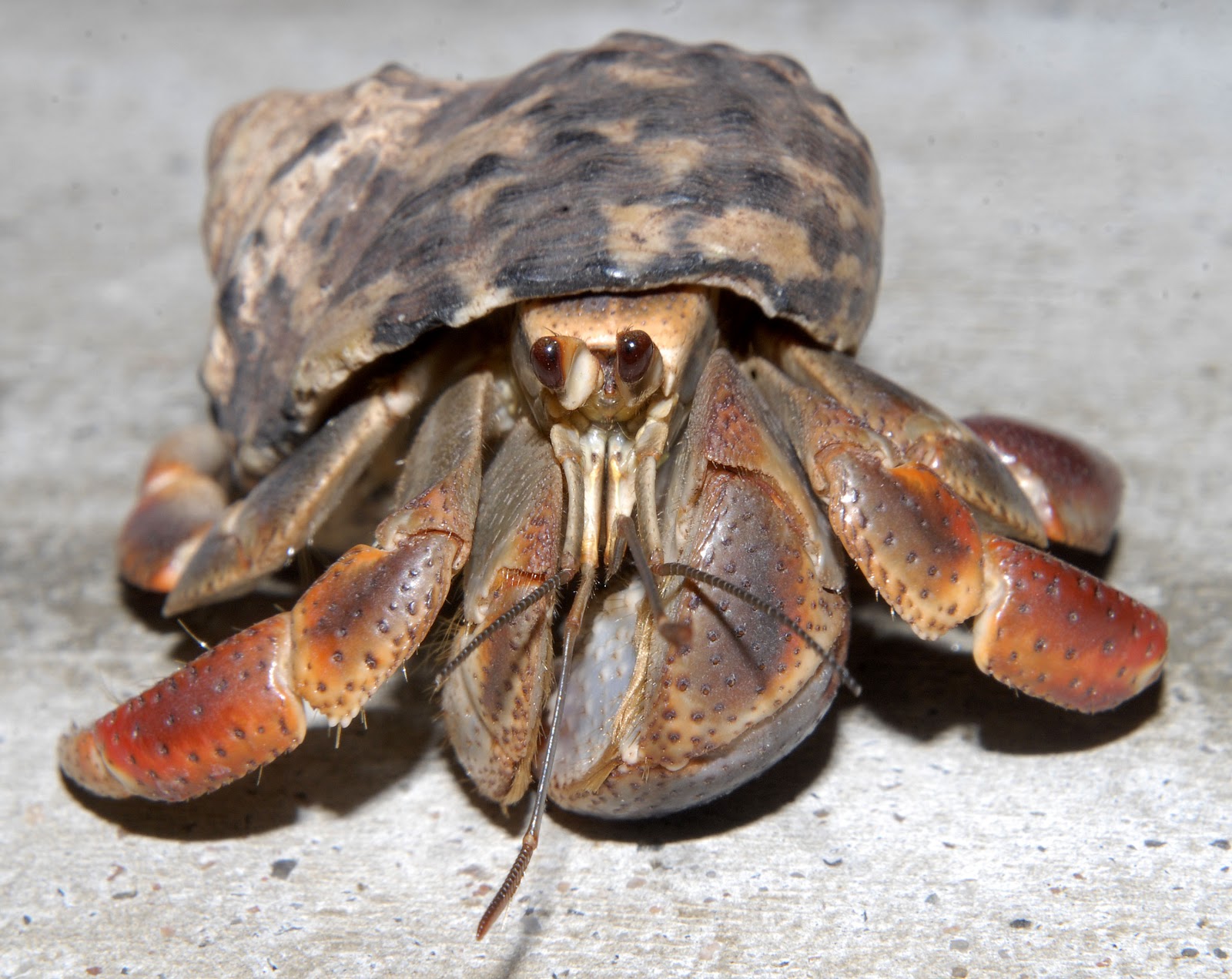 Nice wallpapers Hermit Crab 1600x1271px