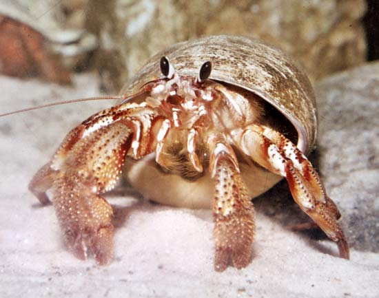 HD Quality Wallpaper | Collection: Animal, 550x433 Hermit Crab