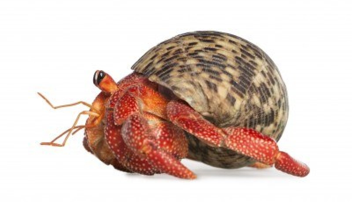 Hermit Crab Pics, Animal Collection