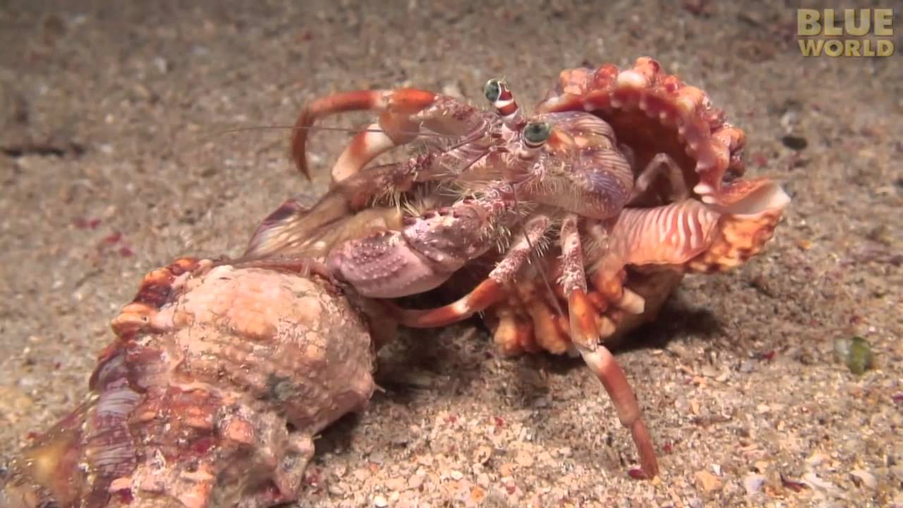 Images of Hermit Crab | 1280x720