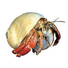 Hermit Crab Backgrounds, Compatible - PC, Mobile, Gadgets| 228x228 px