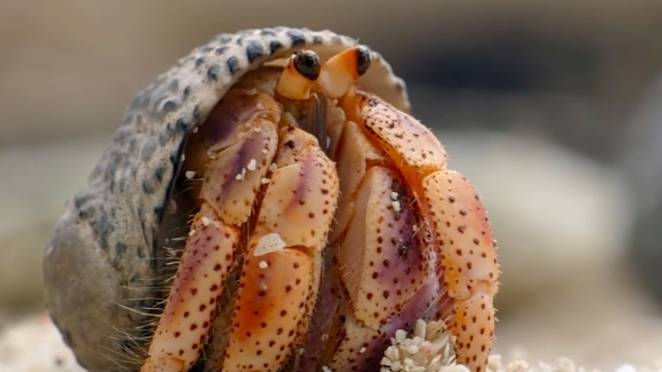 Hermit Crab Pics, Animal Collection