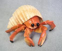 Hermit Crab #22